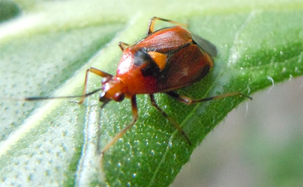 Miridae: Deraeocoris ruber della Campania (NA)